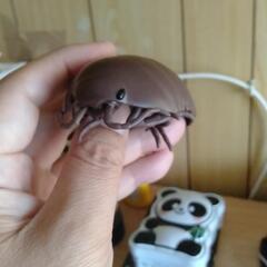 ダンゴムシの画像