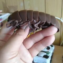 ダンゴムシの画像