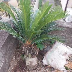 お買い得　ソテツ　蘇鉄　子株