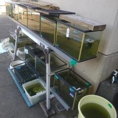メダカ飼育を長くやっています、一尾100円以下でいろいろの種類を...