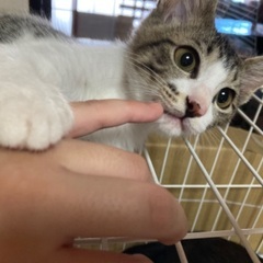 白キジちゃん