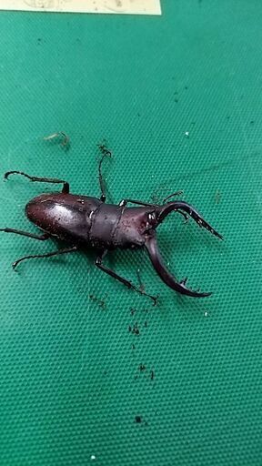 ノコギリクワガタ  コクワガタ