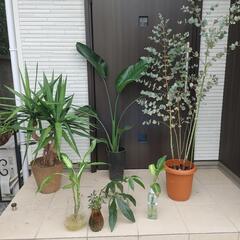 7/30まで　大型観葉植物セット🌴　値下げ不可