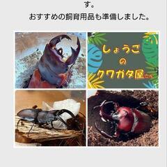 まるごと西郷館  マルシェ出店します✊🏻🎶