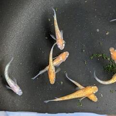 【メダカ販売】王華  500円／1匹当たり 7月23日（日）メダカ掬いもあります
 ※画像は販売品種の一部 − 埼玉県