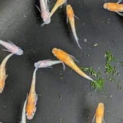 【メダカ販売】王華  500円／1匹当たり 7月23日（日）メダカ掬いもあります
 ※画像は販売品種の一部 - さいたま市