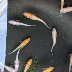 【メダカ販売】王華  500円／1匹当たり 7月23日（日）メダカ掬いもあります
 ※画像は販売品種の一部 - イベント