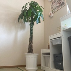 大型観葉植物　パキラ　