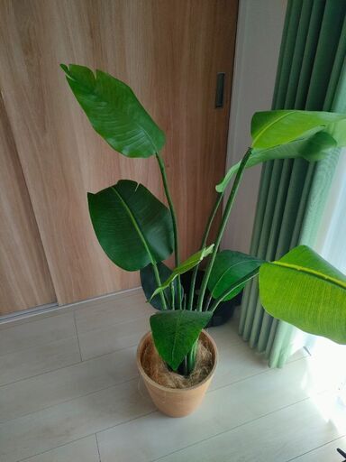 ニトリ観葉植物　7990円→6300円