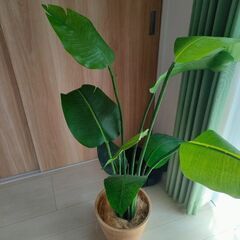 ニトリ観葉植物　7990円→6300円