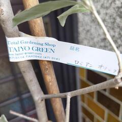 オリーブ、ロシアンオリーブ、ドラセナ  ３品売りの画像