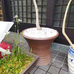 オリーブ、ロシアンオリーブ、ドラセナ  ３品売りの画像