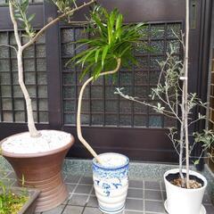 オリーブ、ロシアンオリーブ、ドラセナ  ３品売りの画像