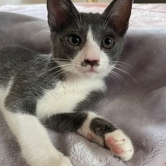 🐾子猫　里親さん　募集