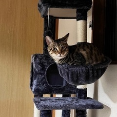 里親を探しています