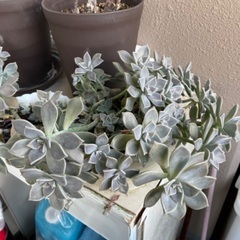 多肉植物！