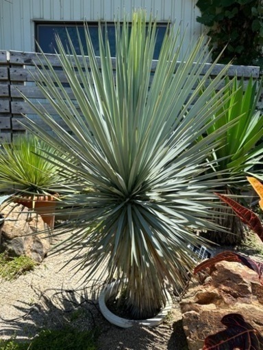 ユッカトンプソニアーナ　　②  110cm