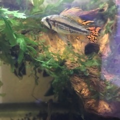 【売約済】若魚アピストグラマ カカトゥオイデスペアの画像