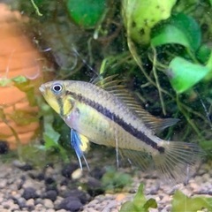 【売約済】若魚アピストグラマ カカトゥオイデスペアの画像