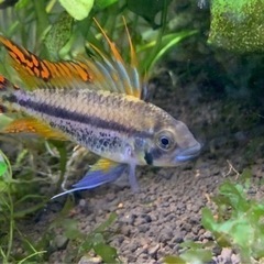 【取引保留中】若魚アピストグラマ カカトゥオイデスペアの画像