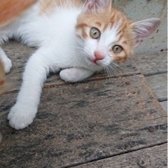 〈急募〉猫2匹の里親募集中