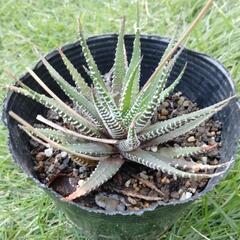 多肉植物・十二の巻