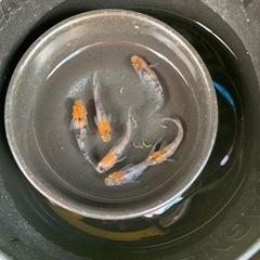 三色ラメめだか　3ペア