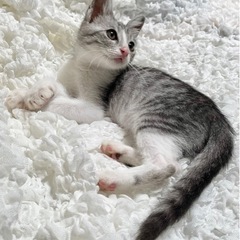 里親様決まりました！ありがとうございました。