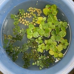 水草セット ビオトープ （アマゾンフロッグピット、サルビニアクラ...