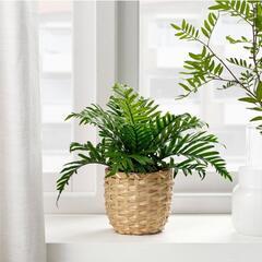 IKEA FEJKA ポリポディウムの画像