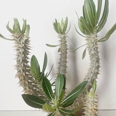 塊根植物 コーデックス パキポディウム 