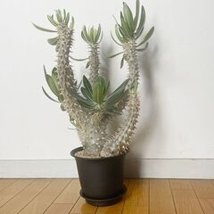 塊根植物 コーデックス パキポディウム の画像