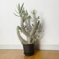 塊根植物 コーデックス パキポディウム の画像