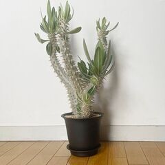 塊根植物 コーデックス パキポディウム の画像