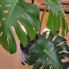 モンステラ　3枚葉大鉢植え