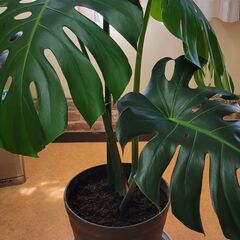 モンステラ　3枚葉大鉢植えの画像