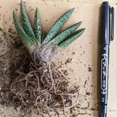 ガステリア 多肉植物  抜き苗の画像