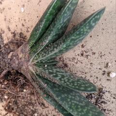 ガステリア 多肉植物  抜き苗の画像