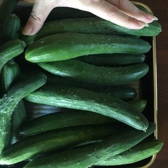 13本➕(αショボイ5本)