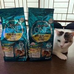 猫の餌