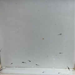 カブキ　稚魚　20ぴきの画像