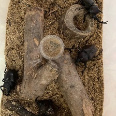 カブトムシ　オスとメスのセット