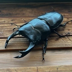 オオクワガタ YG血統