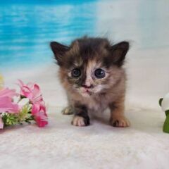 ふわふわ長毛のベッコウ柄の女の子 子猫ちゃん