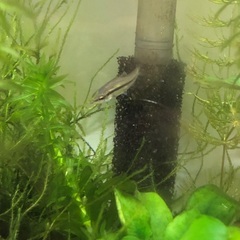 グローライトテトラ　モツゴ　ミナミヌマエビ　　レッドラムズホーン　水草　の画像