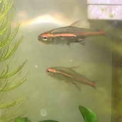 グローライトテトラ　モツゴ　ミナミヌマエビ　　レッドラムズホーン　水草　の画像