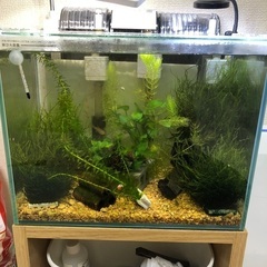 グローライトテトラ　モツゴ　ミナミヌマエビ　　レッドラムズホーン...