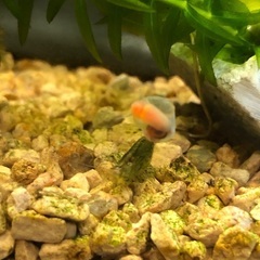 グローライトテトラ　モツゴ　ミナミヌマエビ　　レッドラムズホーン　水草　の画像