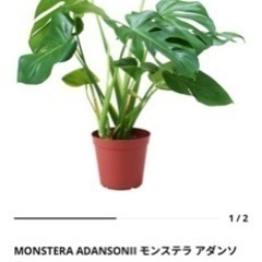 終了　IKEA  人工観葉植物 モンステラ +ラタンバスケットの画像