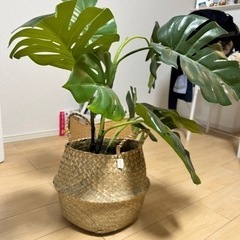 終了　IKEA  人工観葉植物 モンステラ +ラタンバスケットの画像